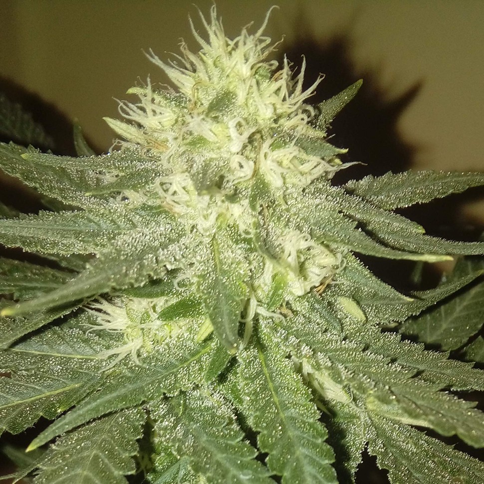 Семена марихуаны  Kings Kush regular Ganja Seeds