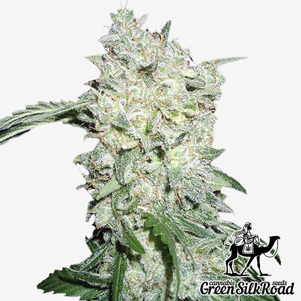 Семена конопли  Kali Mist feminised Green Silk Road Seeds