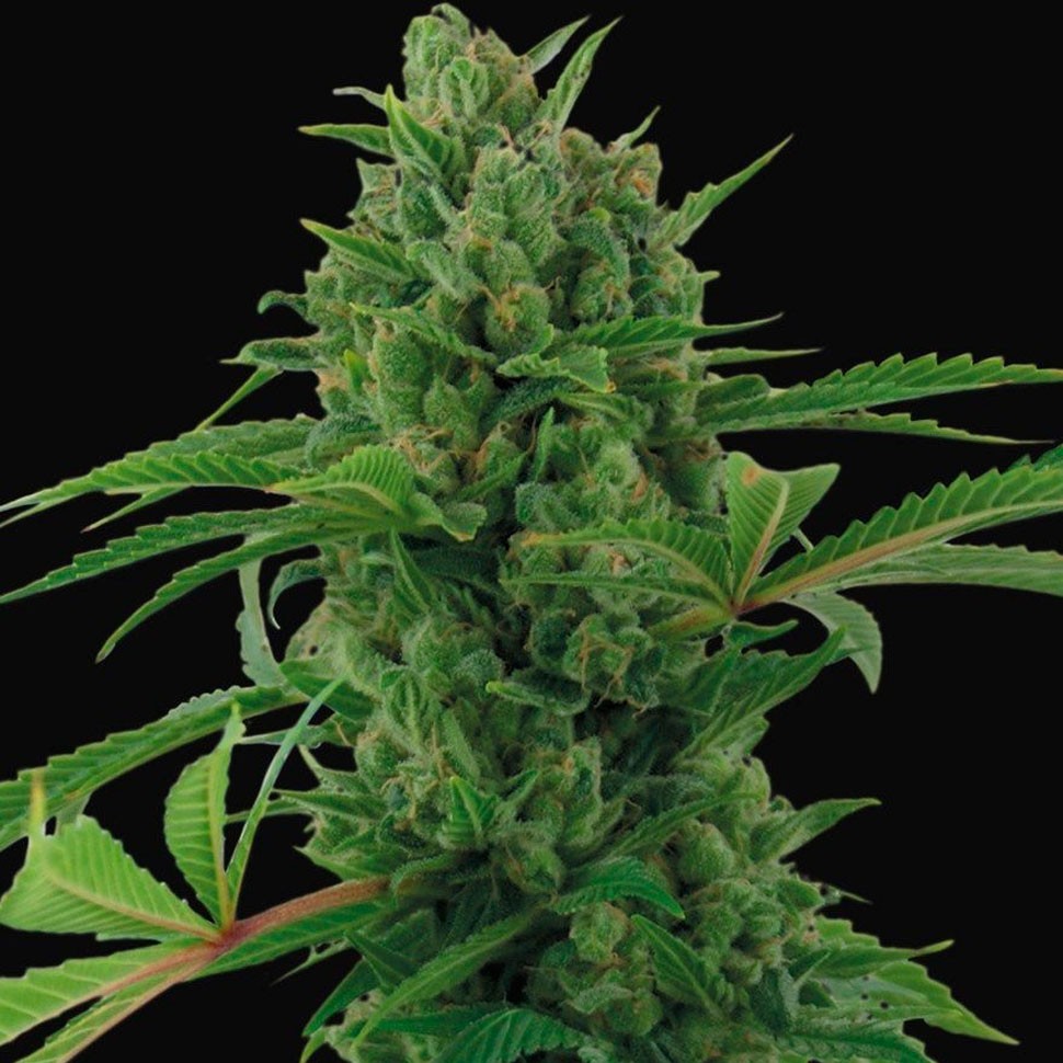 Семена марихуаны  Auto Pineapple Express feminised Ganja Seeds