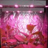 Линейный светодиодный фитосветильник LED Союз 4 для конопли
