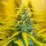 Blue Mango feminised Ganja Seeds
