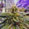 Семена  Sticky Blue feminised Ganja Seeds