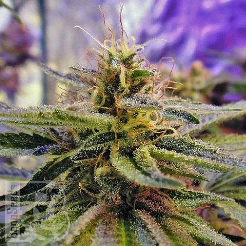 Семена  Sticky Blue feminised Ganja Seeds