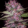 Семена  Sticky Blue feminised Ganja Seeds