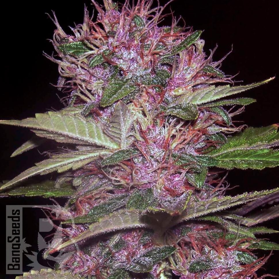 Семена  Sticky Blue feminised Ganja Seeds