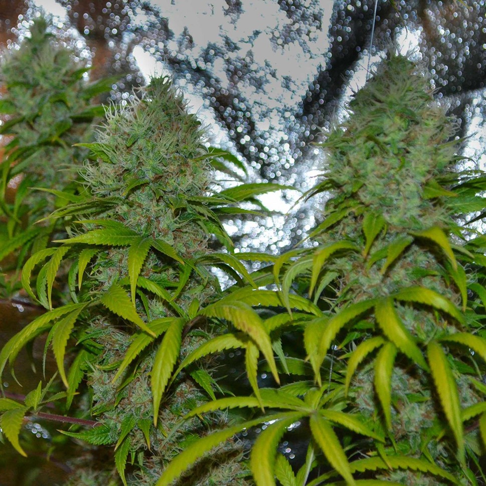 Семена  La Blanca regular Ganja Seeds