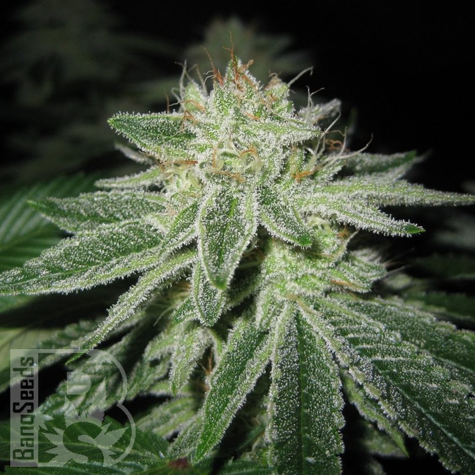 Blue Power feminised Ganja Seeds