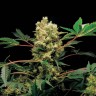 Blue Power feminised Ganja Seeds