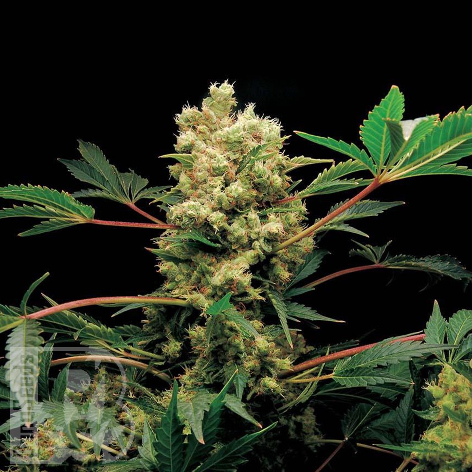 Blue Power feminised Ganja Seeds