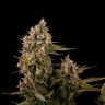 Blue Power feminised Ganja Seeds