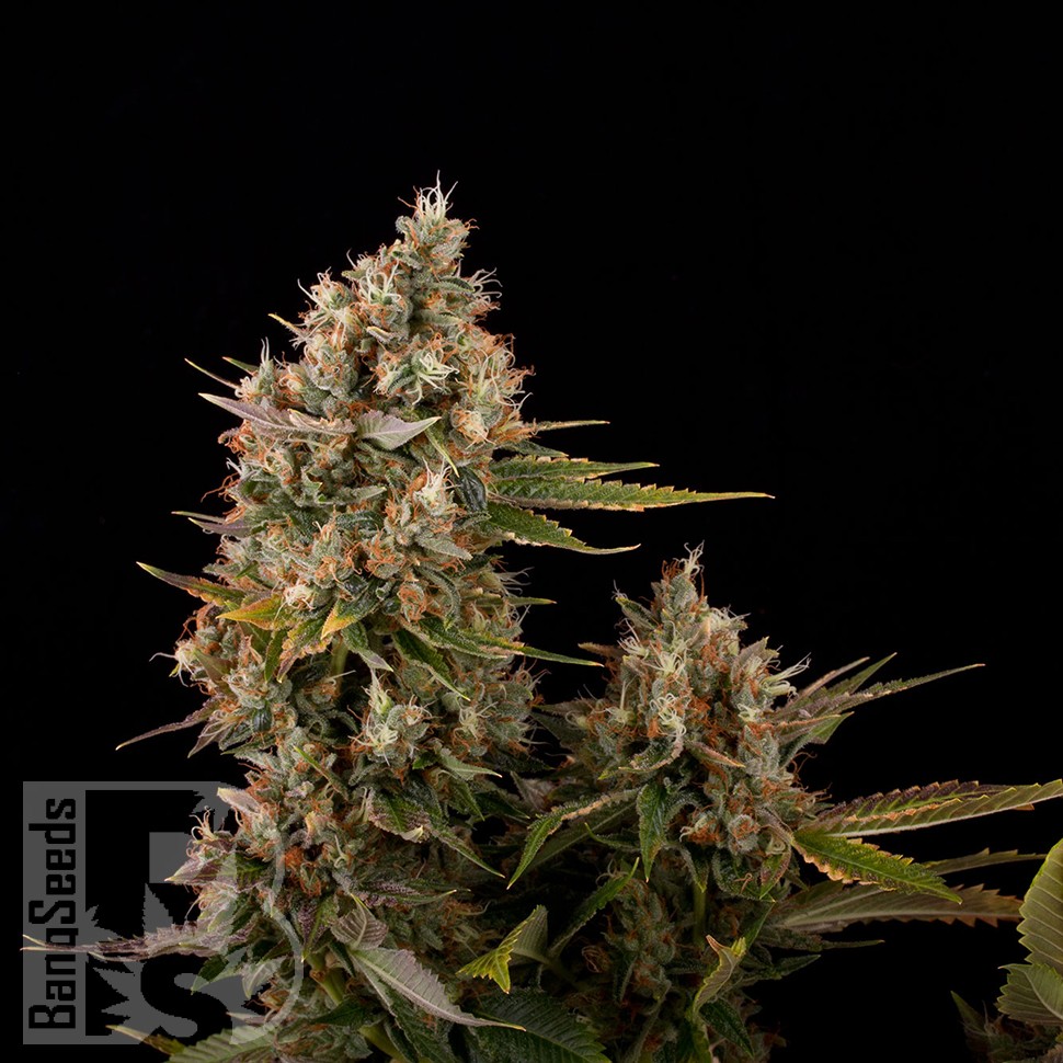 Blue Power feminised Ganja Seeds
