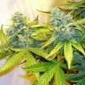 Blue Power feminised Ganja Seeds