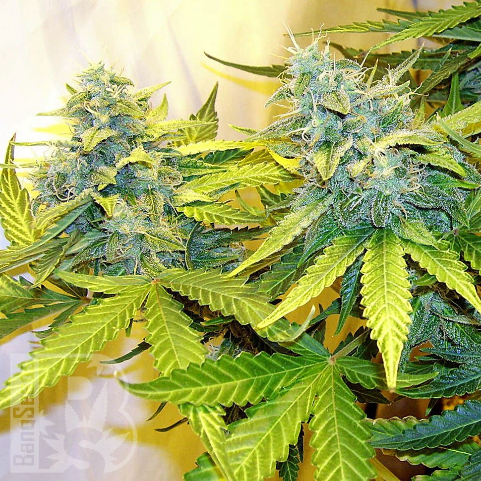 Blue Power feminised Ganja Seeds