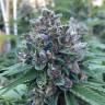 Blue Power feminised Ganja Seeds
