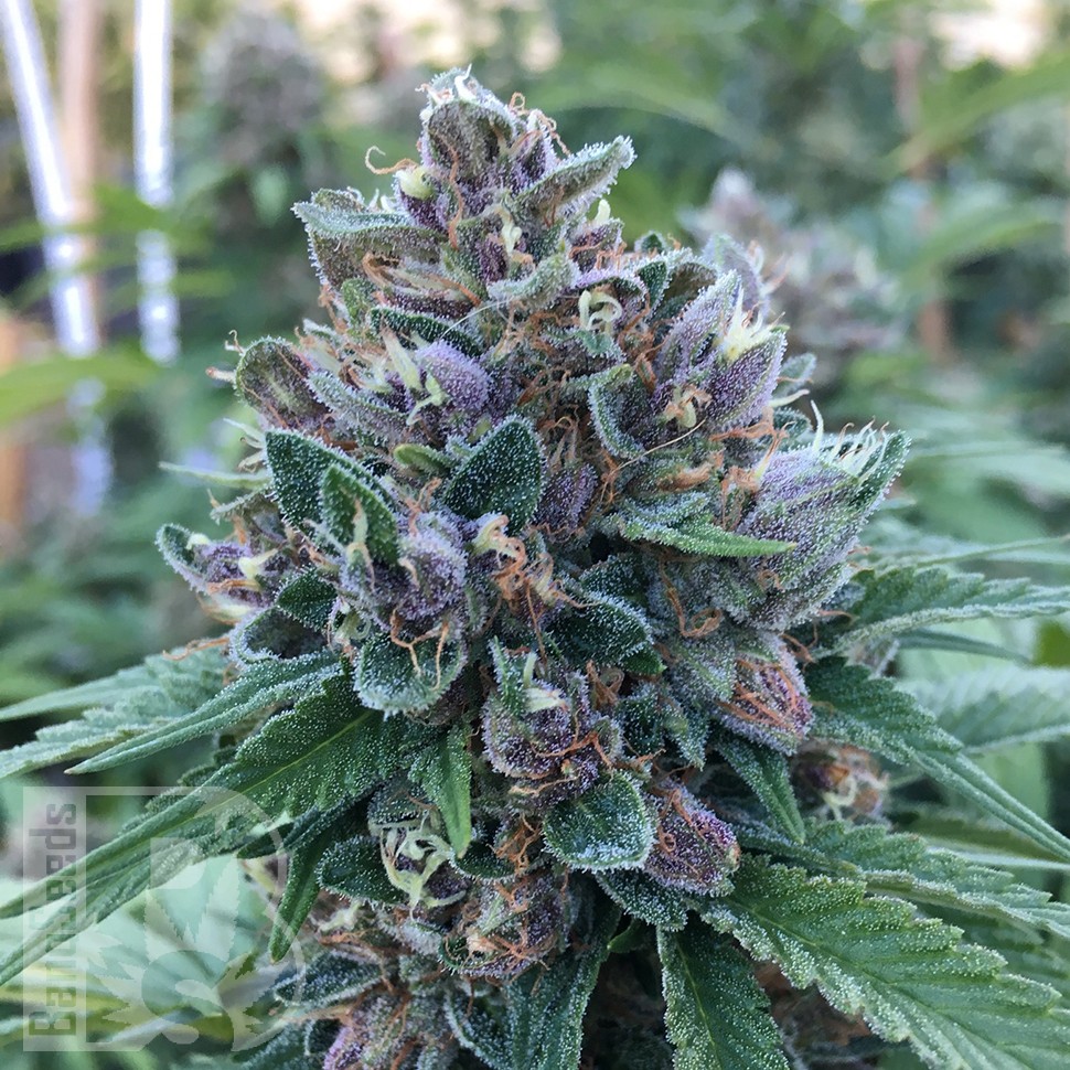 Blue Power feminised Ganja Seeds