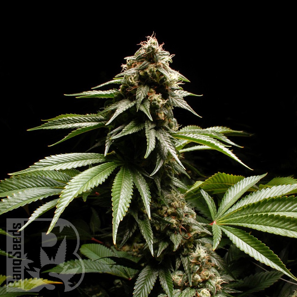 Blue Power feminised Ganja Seeds