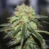 Семена конопли  Super Bud feminised Ganja Seeds