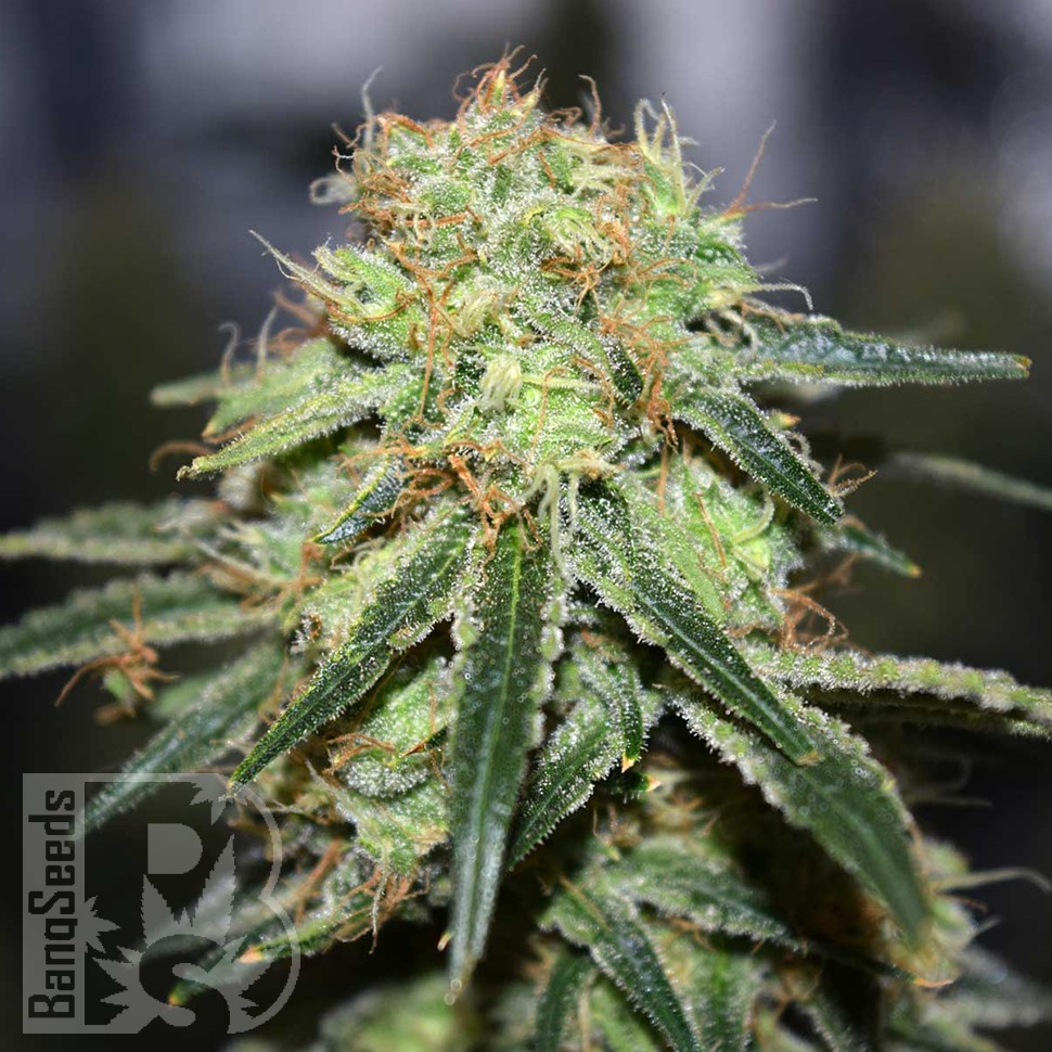 Семена конопли  Super Bud feminised Ganja Seeds