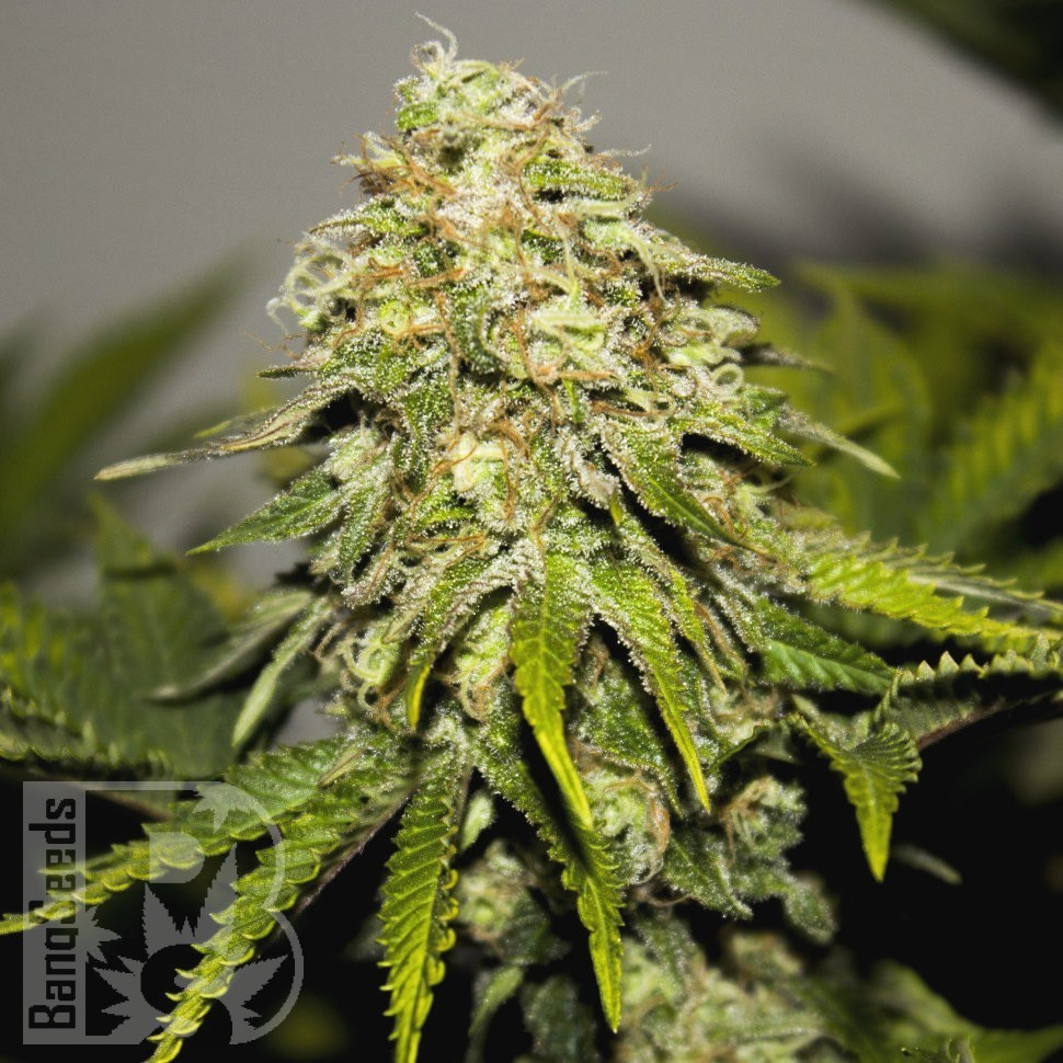 Семена конопли  Super Bud feminised Ganja Seeds