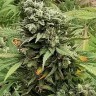 Семена конопли  Super Bud feminised Ganja Seeds