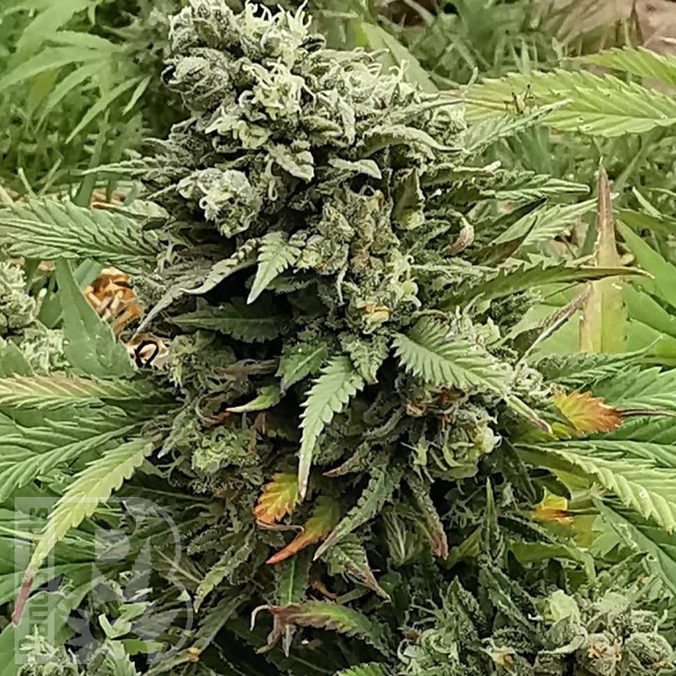 Семена конопли  Super Bud feminised Ganja Seeds