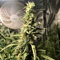 Blue AK regular Ganja Seeds