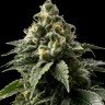 Семена марихуаны  Himalaya Blue Diesel regular Ganja Seeds