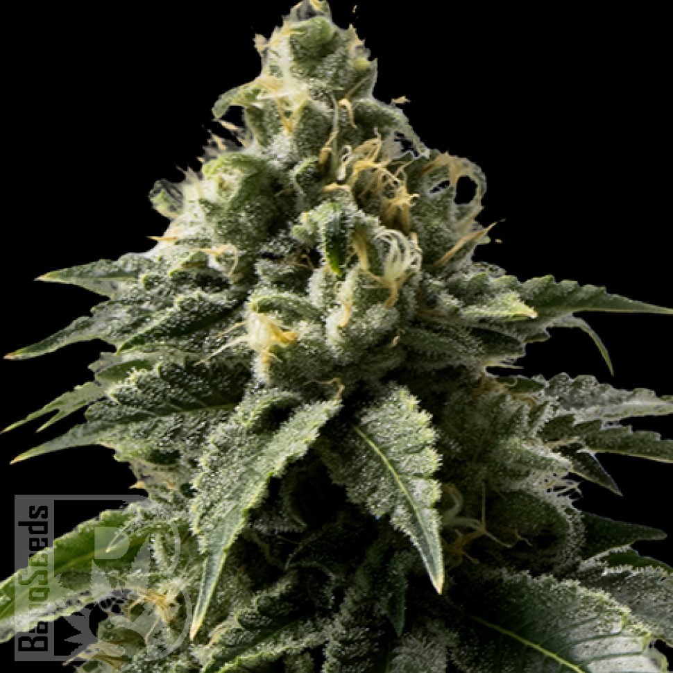 Семена марихуаны  Himalaya Blue Diesel regular Ganja Seeds