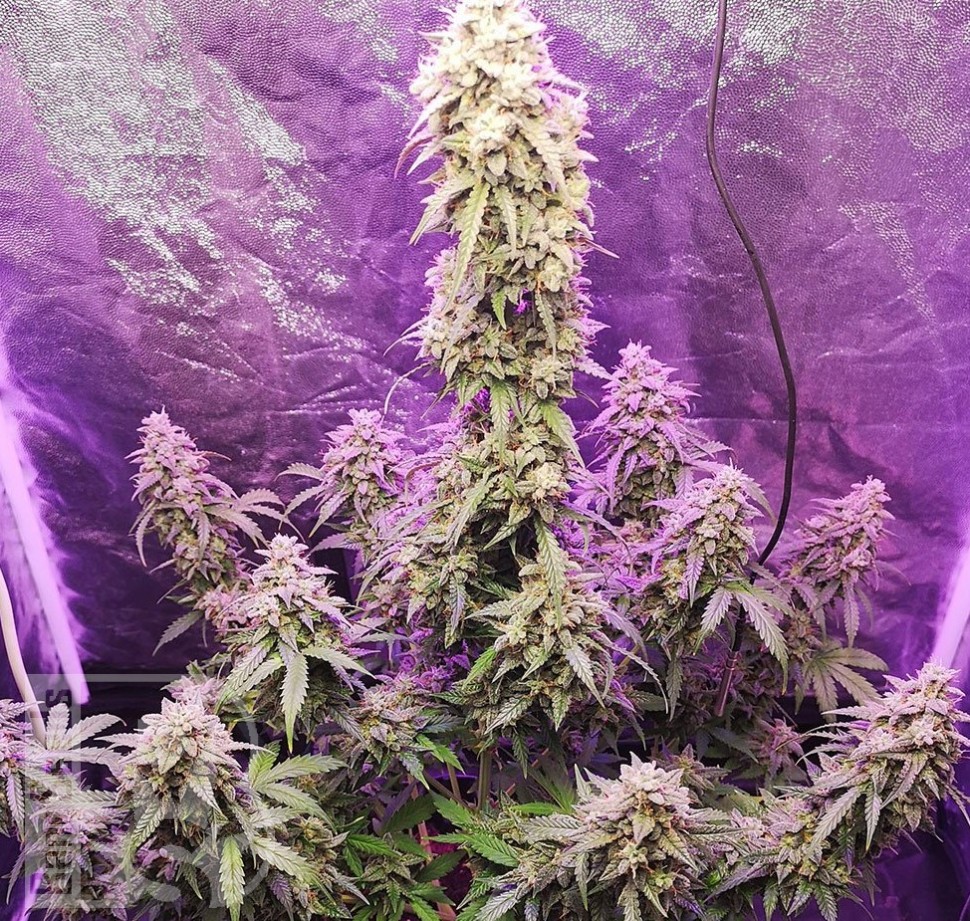 Семена марихуаны  Himalaya Blue Diesel regular Ganja Seeds