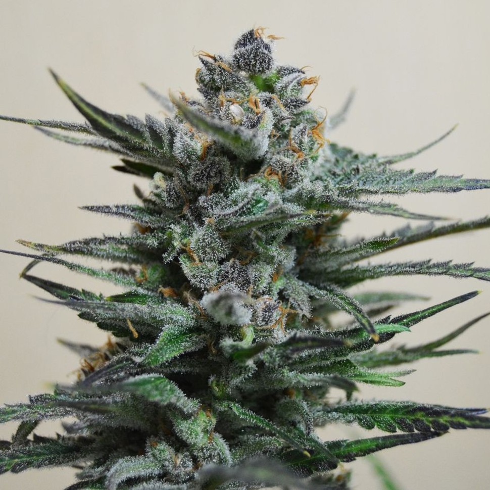 Семена конопли  Auto Blue Acid regular Ganja Seeds