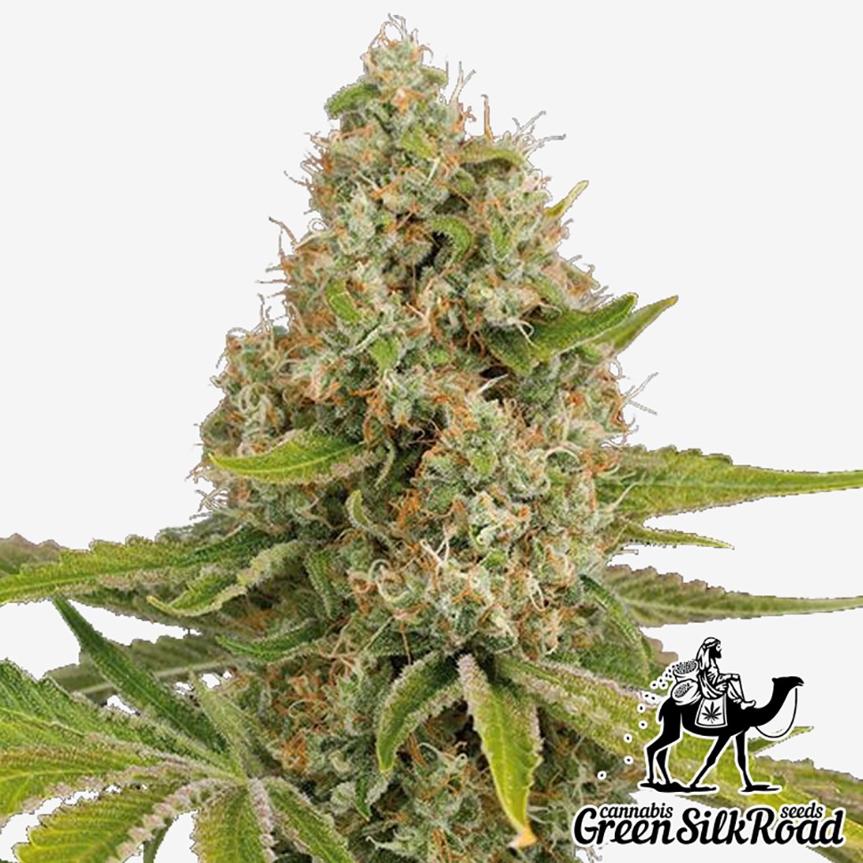 Семена конопли  OG Kush feminised Green Silk Road Seeds