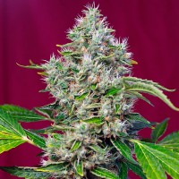 San Fernando Lemon Kush feminised Ganja Seeds