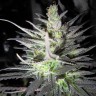 Семена конопли  Super Cali Haze feminised Ganja Seeds