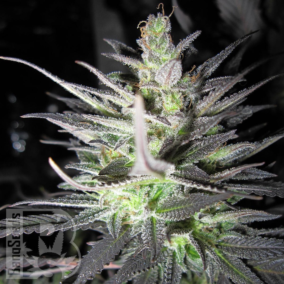 Семена конопли  Super Cali Haze feminised Ganja Seeds