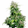 Семена конопли  Super Cali Haze feminised Ganja Seeds