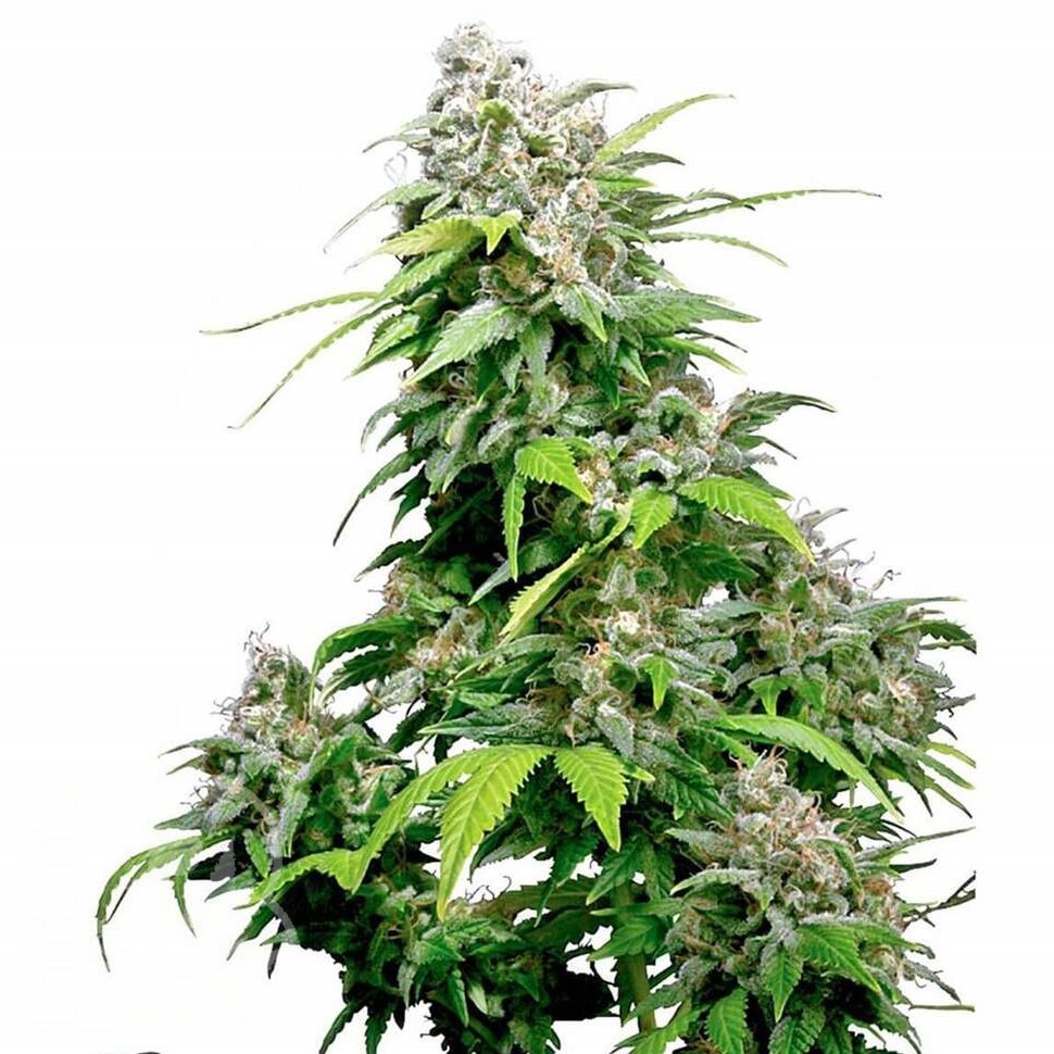 Семена конопли  Super Cali Haze feminised Ganja Seeds