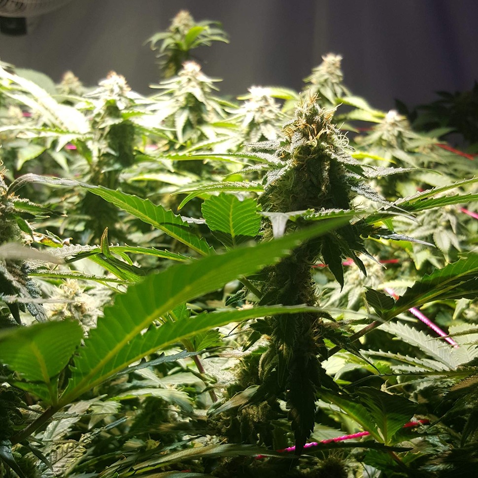 заказать семена конопли Алматы Jamaica Blueberry reg