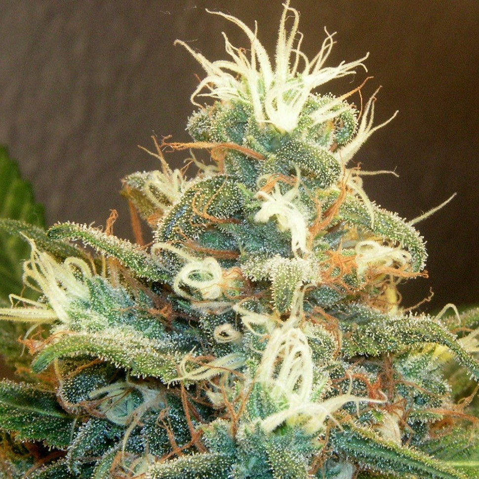 Семена марихуаны  Power Plant feminised Green Silk Road Seeds