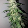 купить мощные семена конопли Power Plant feminised