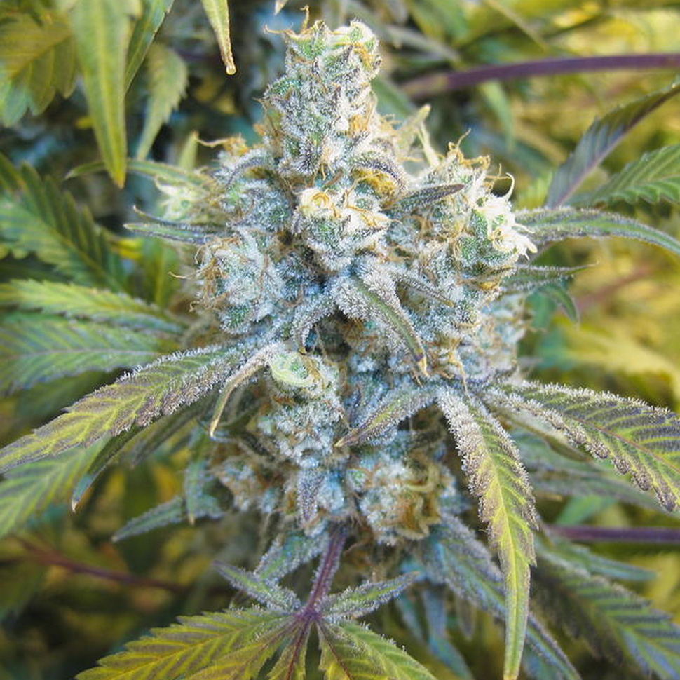 Семена  Auto Super Silver Haze feminised Ganja Seeds