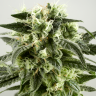 Семена  Auto Super Silver Haze feminised Ganja Seeds