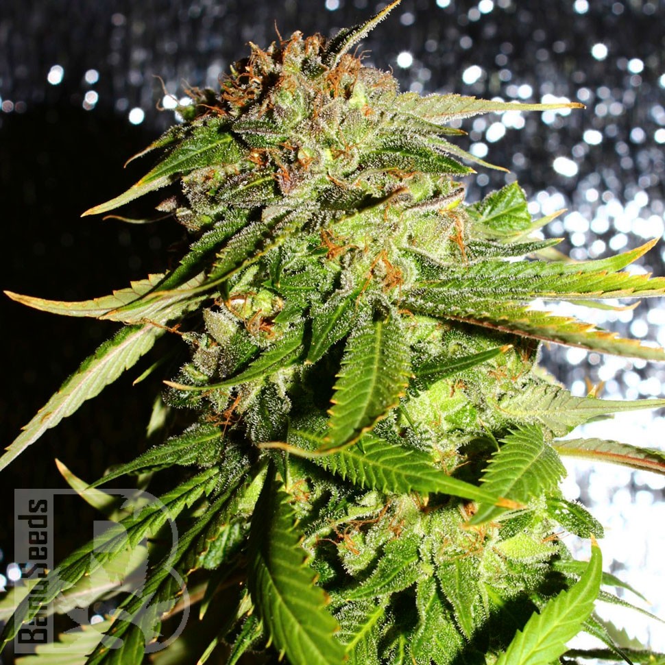 Семена конопли Mohan Ram feminised Ganja Seeds
