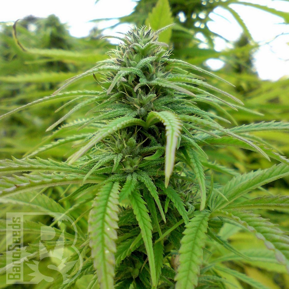 Brazil Sativa feminised Ganja Seeds