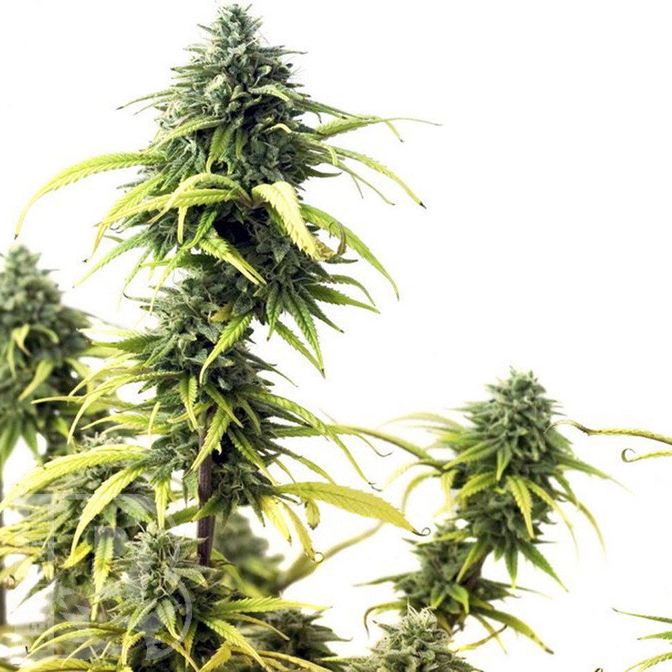 Brazil Sativa feminised Ganja Seeds