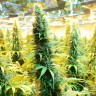 Brazil Sativa feminised Ganja Seeds