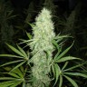 Brazil Sativa feminised Ganja Seeds