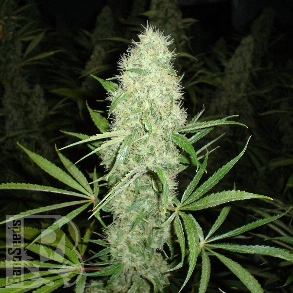Brazil Sativa feminised Ganja Seeds