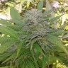 Семена каннабиса  Super Critical feminised Ganja Seeds
