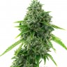 Семена каннабиса  Super Critical feminised Ganja Seeds