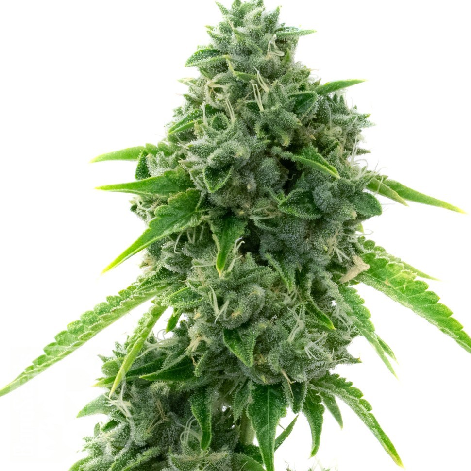 Семена каннабиса  Super Critical feminised Ganja Seeds